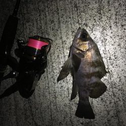 早朝メバリング